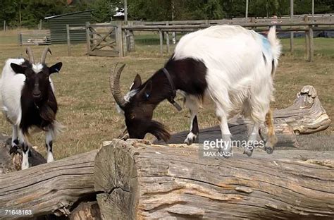 odds farm beaconsfield|Beaconsfield .